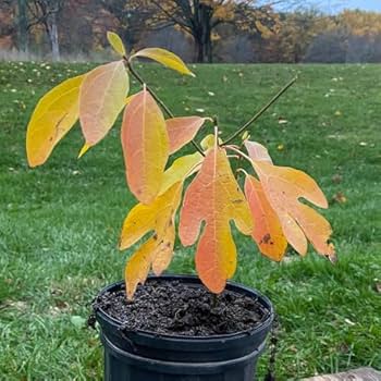 SASSAFRAS ササフラス GARDEN CRUISER BUD イカット SASSAFRAS ササフラス GARDEN CRUISER BUD イカット SASSAFRAS